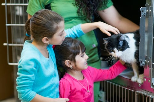 Kids Petting Cat